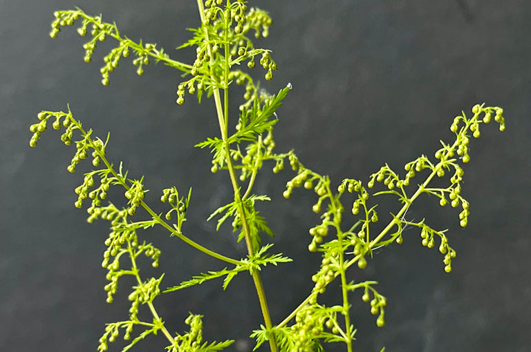 Artemisia Annua einjähriger Beifuß als Heilpflanze