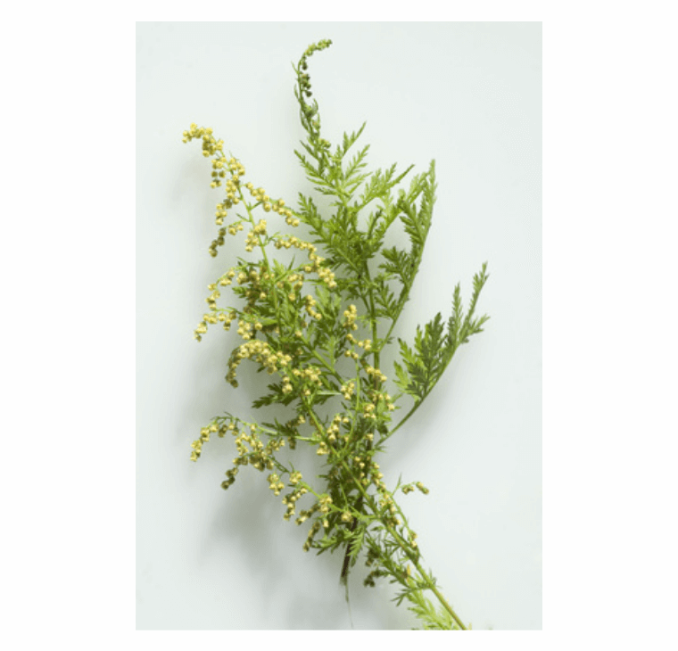 Artemisia Annua Pflanzenauszug (100 ml) - Vital Engel